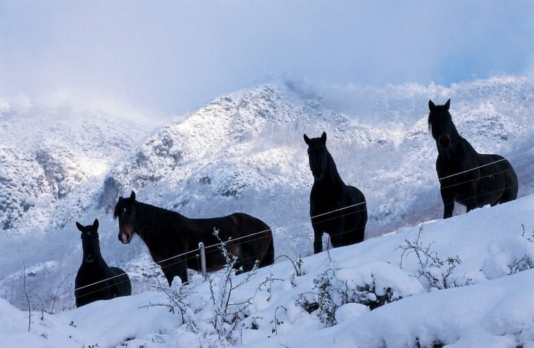 03_Ax_3_D_Chevaux de Mérens (JP Siréjol)